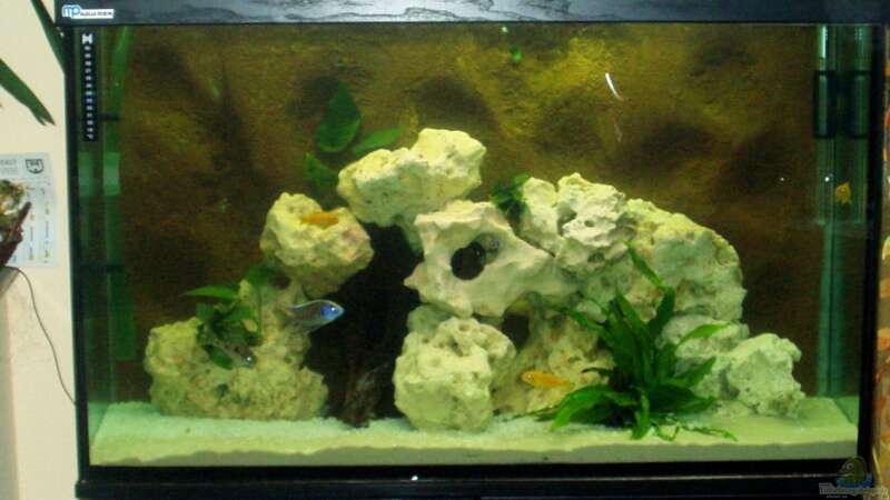 Aquarium Hauptansicht von Becken 4516