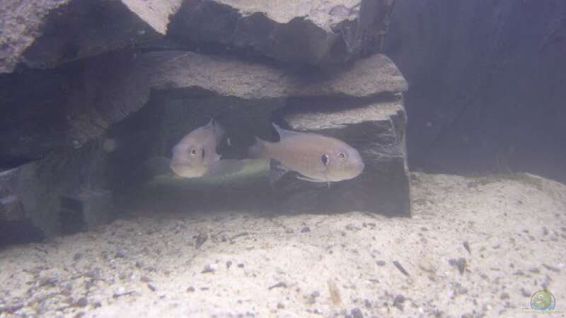 Aquarien für Triglachromis otostigma (Tanganjika Knurrhahn)