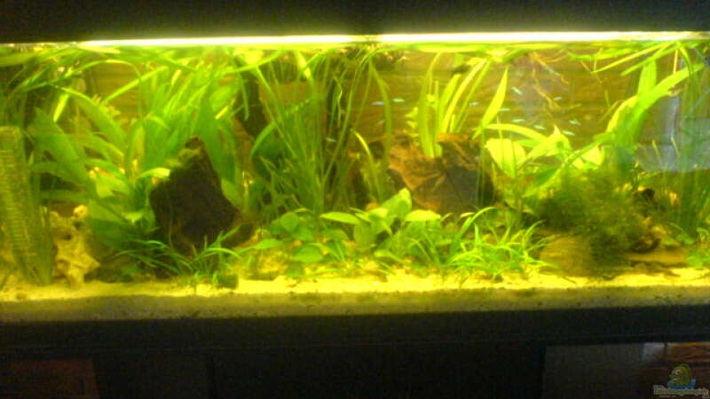 Aquarium Hauptansicht von Becken 4778
