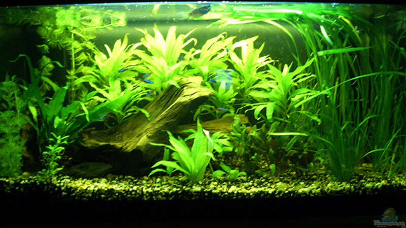 Meine kleine Unterwasserwelt