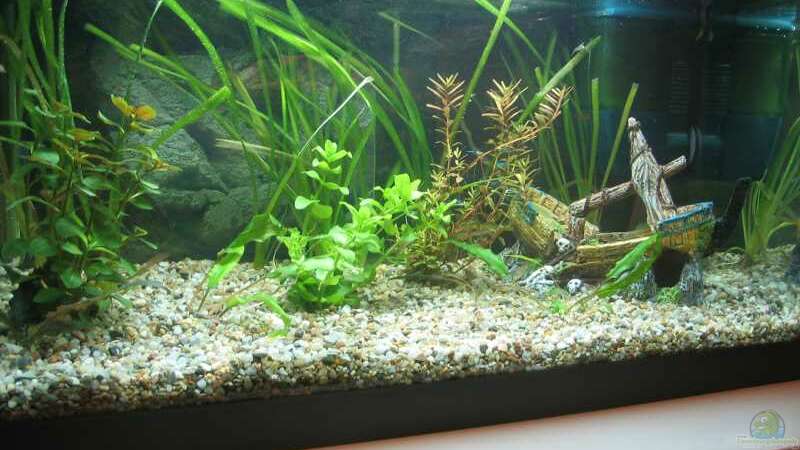 Aquarium Hauptansicht von Becken 5027