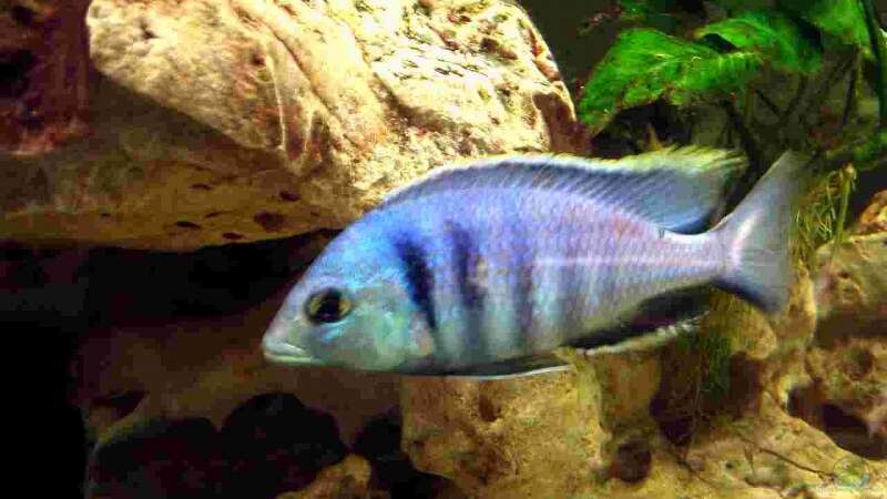 Placidochromis - Infos zur Gattung (Einrichtungsbeispiele für Placidochromis-Arten)