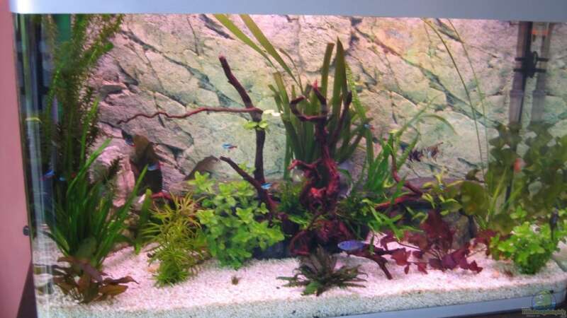 Aquarium Hauptansicht von Becken 5173