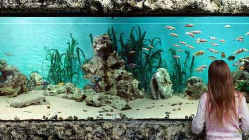 Aquarium Hauptansicht von Becken 5187