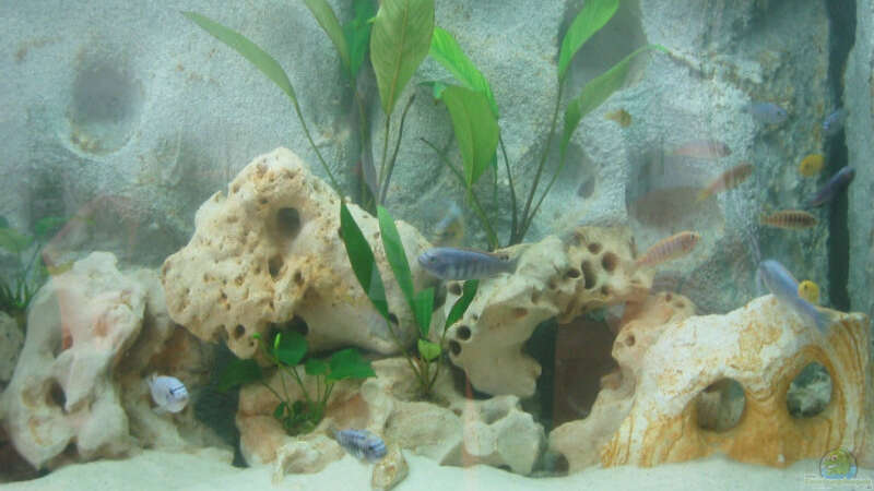 Aquarium Hauptansicht von Becken 527