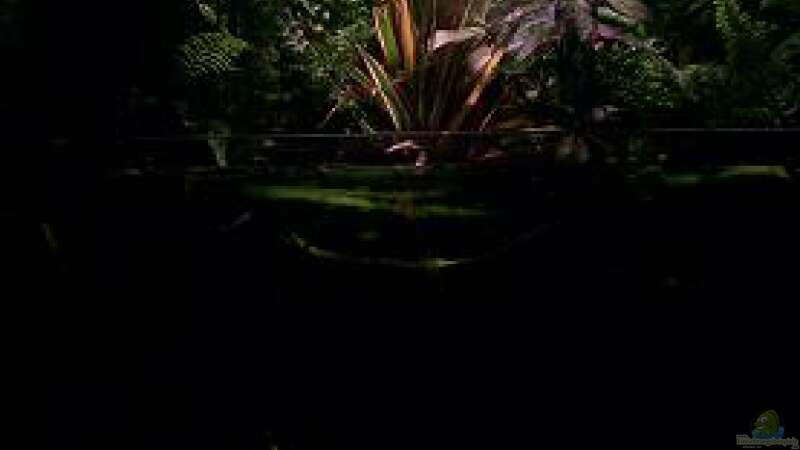 Das ganze Paludarium.