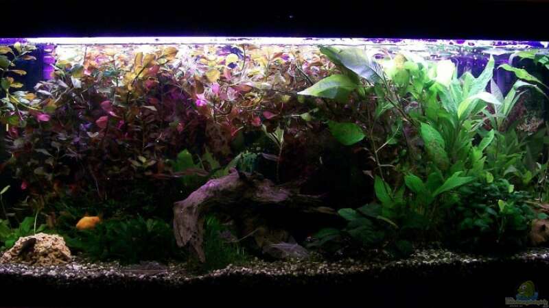 Aquarium Hauptansicht von Becken 5926