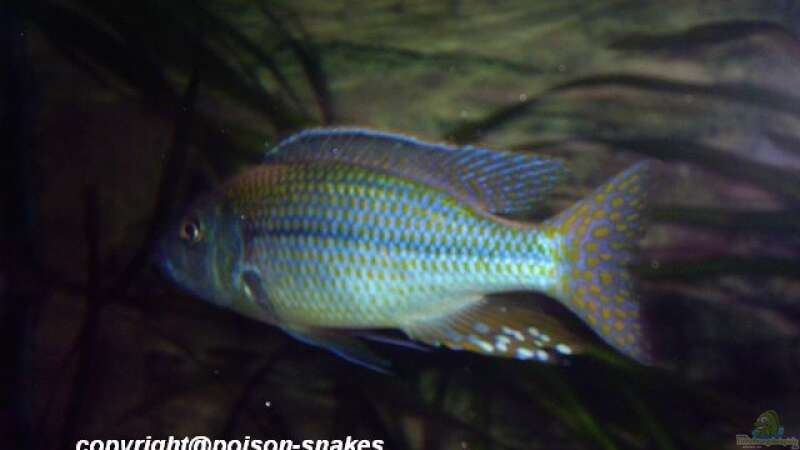 Einrichtungsbeispiele für die Haltung von Dimidiochromis kiwinge im Aquarium