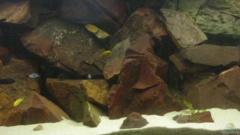 Aquarium Hauptansicht von Becken 6135
