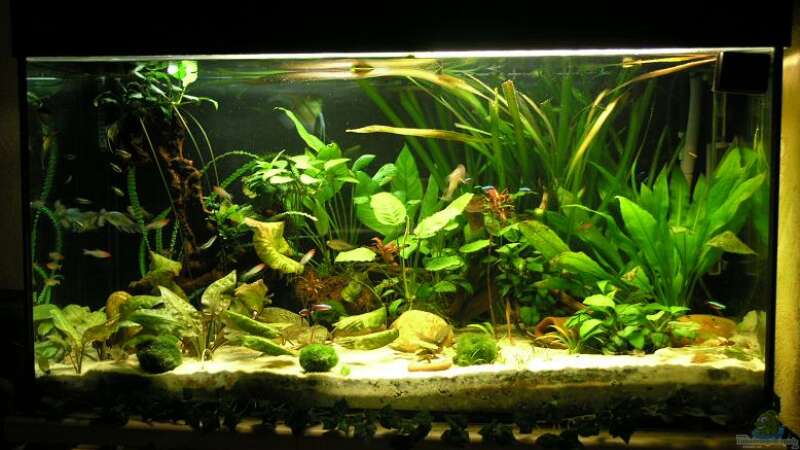 Aquarium Hauptansicht von Becken 637