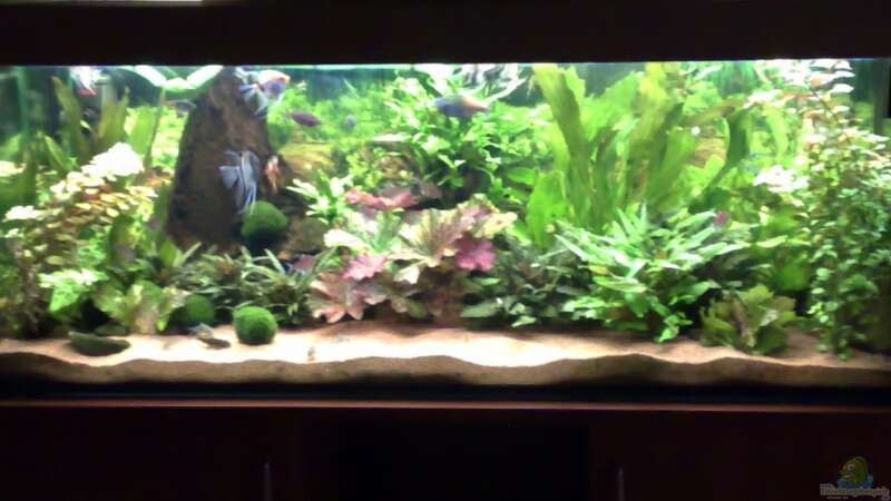 Aquarium Hauptansicht von Becken 6521