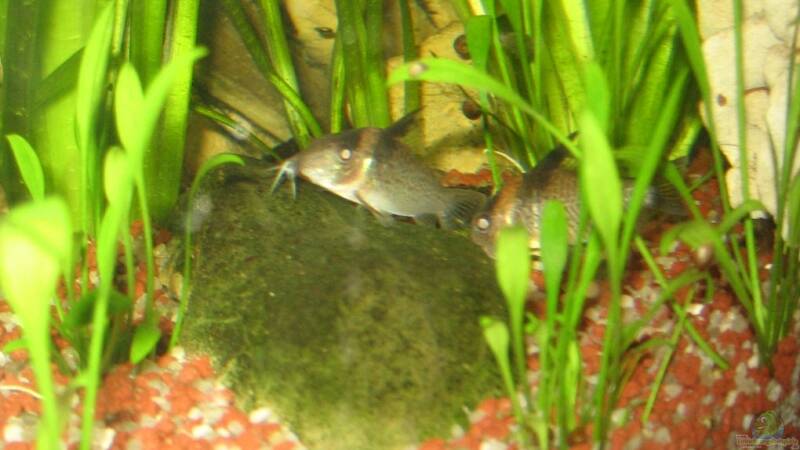 Corydoras????