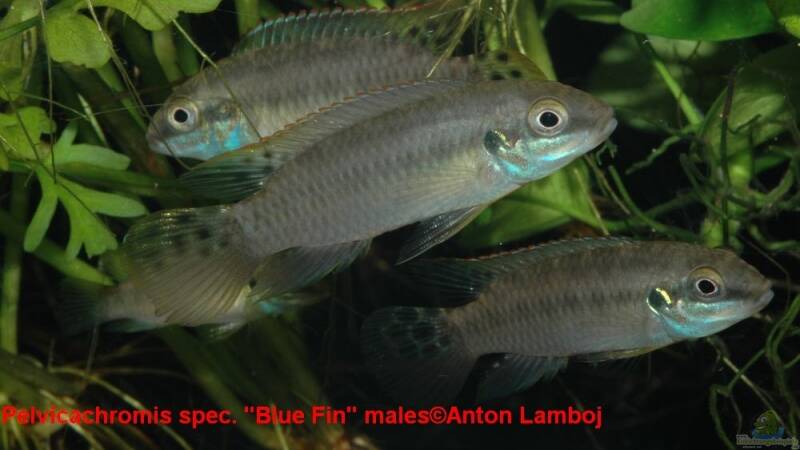 Ich suche "Pelvicachromis spec. Blue Fin"