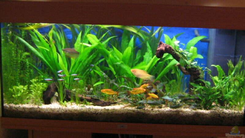 Aquarium Hauptansicht von Becken 6867