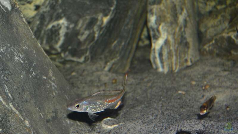 Einrichtungsbeispiele für Lamprologus ocellatus (Tanganjika-Schneckenbuntbarsch)