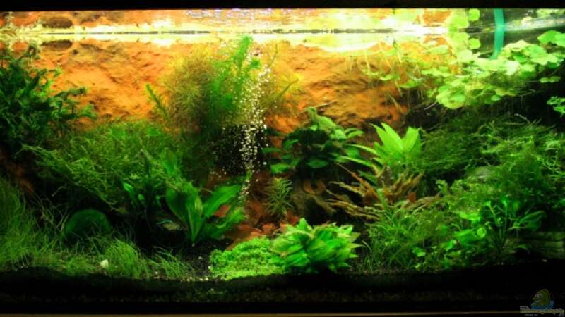 Aquarium Hauptansicht von Becken 7442