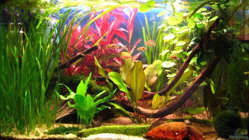 Aquarium Hauptansicht von Becken 7584
