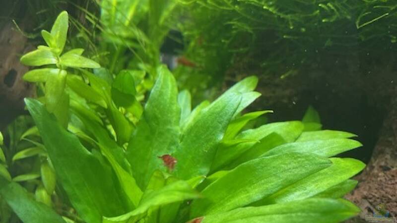 Pflanzen im Aquarium DENNERLE Nano von M Bausteine (5)