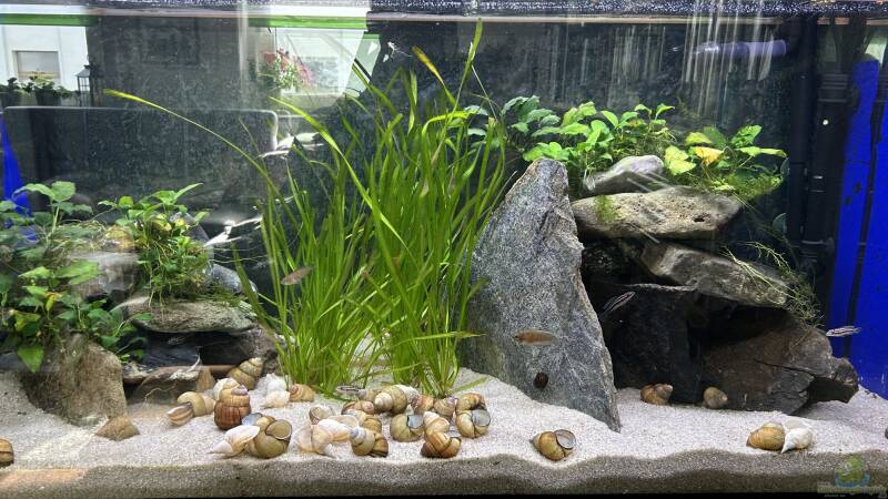 Aquarium Hauptansicht von Mein Tanganjikasee