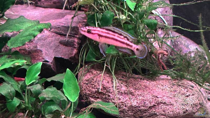Besatz im Aquarium Mein Tanganjikasee von Mamba (7)