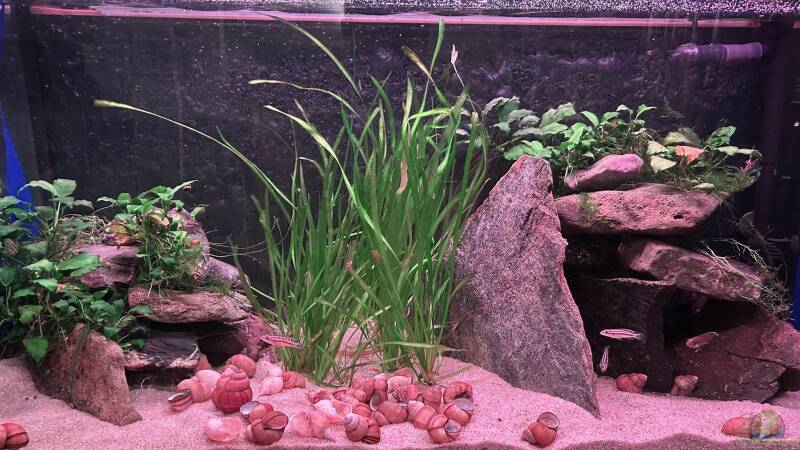 Dekoration im Aquarium Mein Tanganjikasee von Mamba (5)