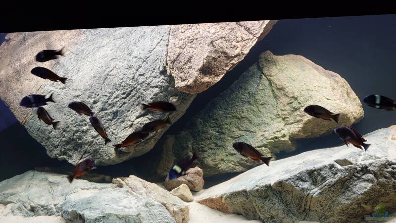 Aquarium Tropheus Haus von Leucki (4)