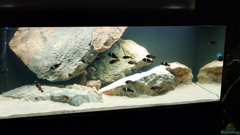 Aquarium Tropheus Haus von Leucki (5)