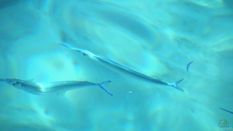 Bild zum Sonntag ...oder Bild der Woche...06.12.2009