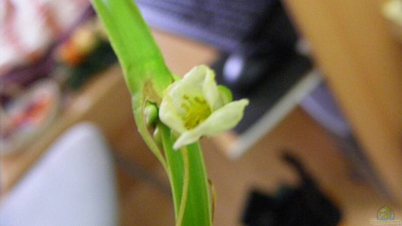 Echinodorus palaefolius blüht...