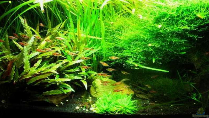 Exclusiv für EB von Aquascape-Guru- Hintergrundinformationen zu ???The Green Hills of Asia???