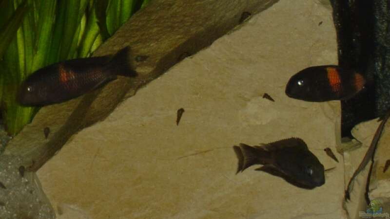 Einrichtungsbeispiele für die Haltung von Tropheus moorii "Bulu Point" im Aquarium