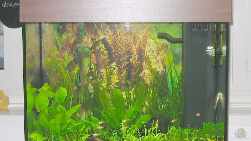 Aquarium Hauptansicht von Becken 8114