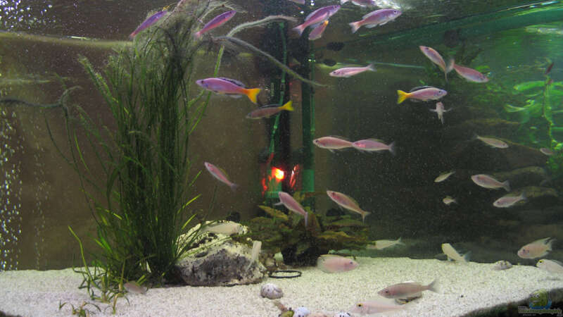 Aquarium Hauptansicht von Becken 819