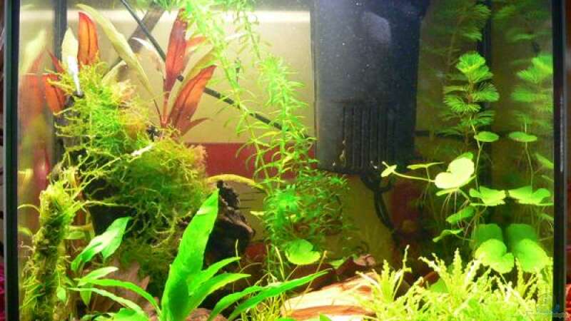 Aquarium Hauptansicht von Becken 8361