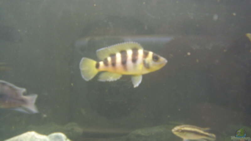 Aquarien mit Neolamprologus sexfasciatus (Sechsstreifen-Lamprologus)