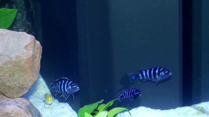 Aquarien mit Pseudotropheus demasoni