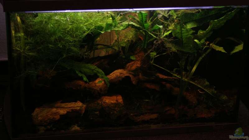 Aquarium Hauptansicht von Becken 9111