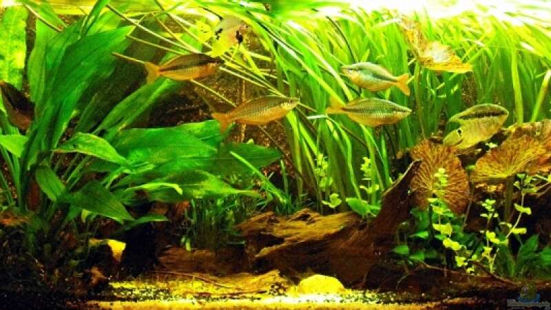 Aquarium Hauptansicht von Becken 9179