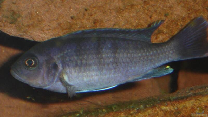 Einrichtungsbeispiele für Cynotilapia sp. "hara" Einrichtungsbeispiele für Cynotilapia sp. "hara"