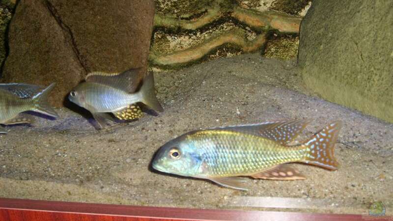 Tramitichromis-Arten im Aquarium halten (Einrichtungsbeispiele für Tramitichromis)