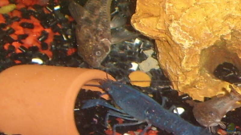 Einrichtungsbeispiele mit Procambarus alleni (Blauer Floridakrebs)