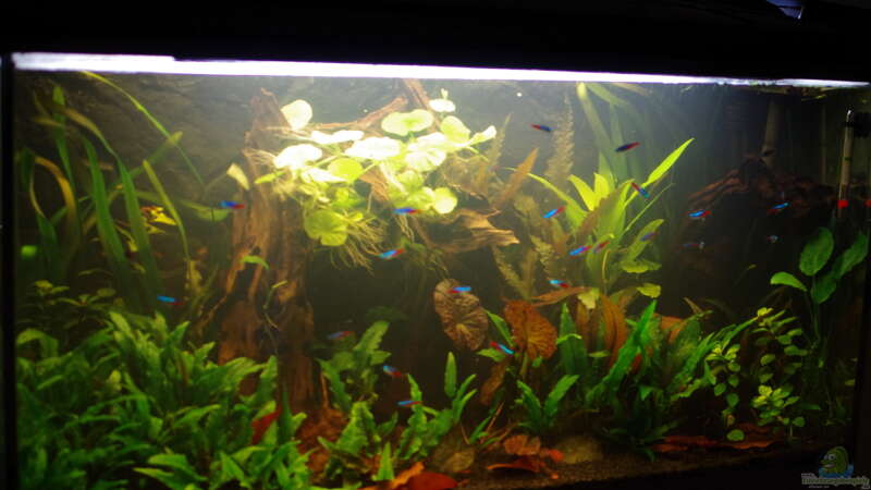 Neon-Becken