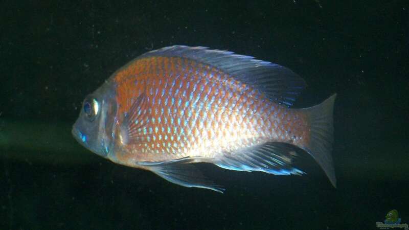 Einrichtungsbeispiele mit Copadichromis borleyi (Kadango Red Fin)
