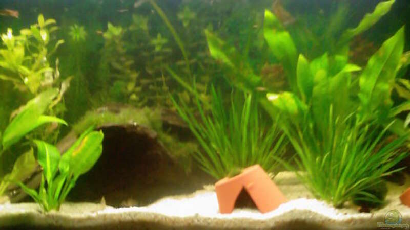 Aquarium Hauptansicht von Becken 9591