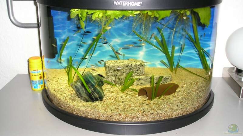 Aquarium Hauptansicht von Becken 9618