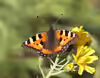 Aglais urticae