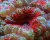 Acanthastrea echinata