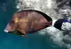 Acanthurus blochii