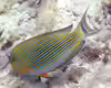 Acanthurus lineatus