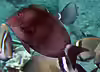 Acanthurus nigroris